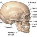 Kerangka Tengkorak