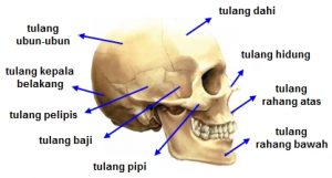 Tulang Penyusun Rangka Manusia Terlengkap | DosenBiologi.com