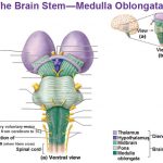 medula oblongata