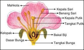 8 Bagian Bagian Bunga Dan Fungsinya Dosenbiologi Com