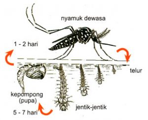 Daur Hidup Nyamuk  dan Penjelasannya DosenBiologi com