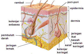 Gambar Anatomi Cicak Bagian bagian Kulit Manusia dan Fungsinya DosenBiologi com