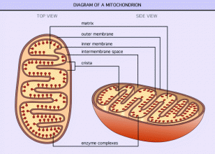 Mitokondria