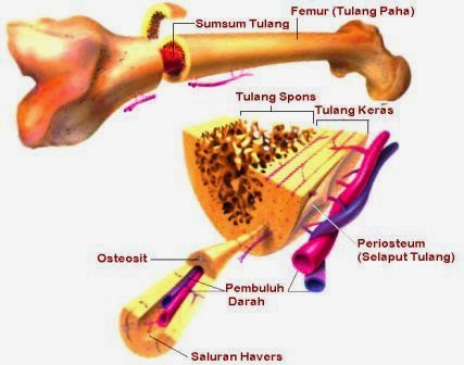 Gambar Tulang Kompak Anatomi Tulang  Manusia Tulang  Rawan dan Tulang  Keras 