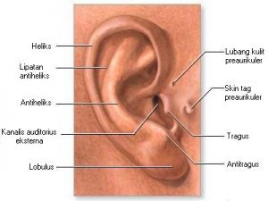 telinga luar