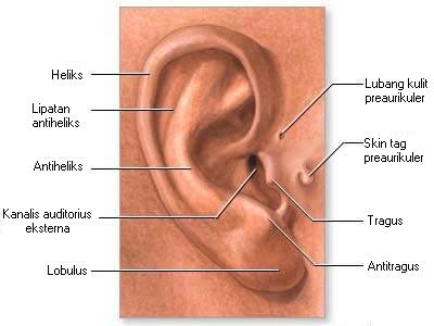 Bagian telinga yang menjaga keseimbangan tekanan udara dan reseptor auditori adalah
