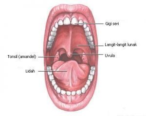 bagian bagian mulut