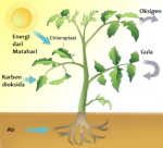 Proses Fotosintesis Pada Tumbuhan beserta Gambarnya  DosenBiologi.com