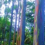 Rainbow eucalyptus