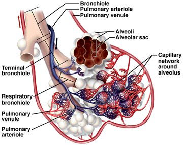 Alveolus dan Fungsinya - DosenBiologi.com