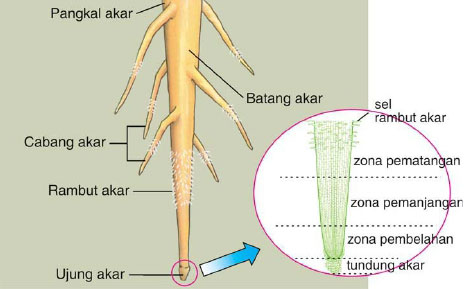  Bagian bagian Akar dan Penjelasannya DosenBiologi com