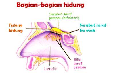 gambar bagian bagian tumbuhan  Bagian  bagian  Hidung dan Fungsinya DosenBiologi com