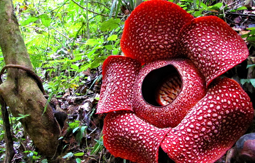 11 Ciri Ciri Bunga Rafflesia Arnoldi Dosenbiologi Com
