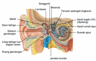 Bagian  bagian  Telinga Dalam serta  Fungsinya  DosenBiologi com