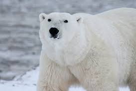 Beruang kutub (polar bear)
