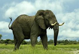 Gajah Afrika (African elephant)