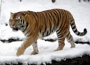 Harimau Siberia