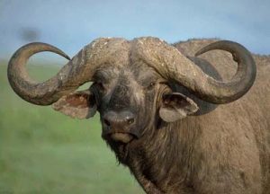 Kerbau Afrika (African buffalo)