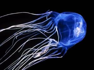 Ubur ubur kotak (square jellyfish)
