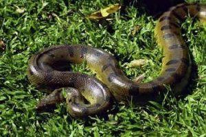 Ular anaconda hijau