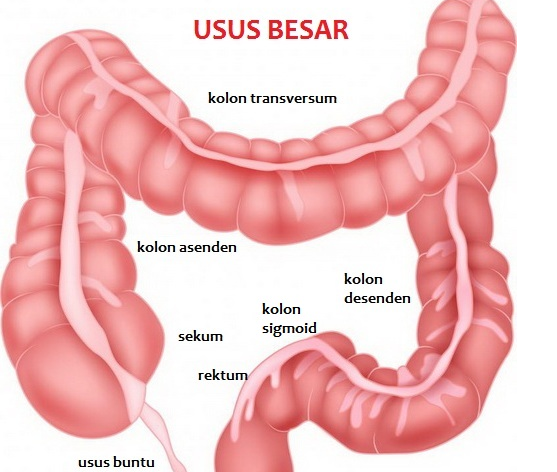 4 Fungsi Usus Besar pada Sistem Pencernaan - DosenBiologi.com