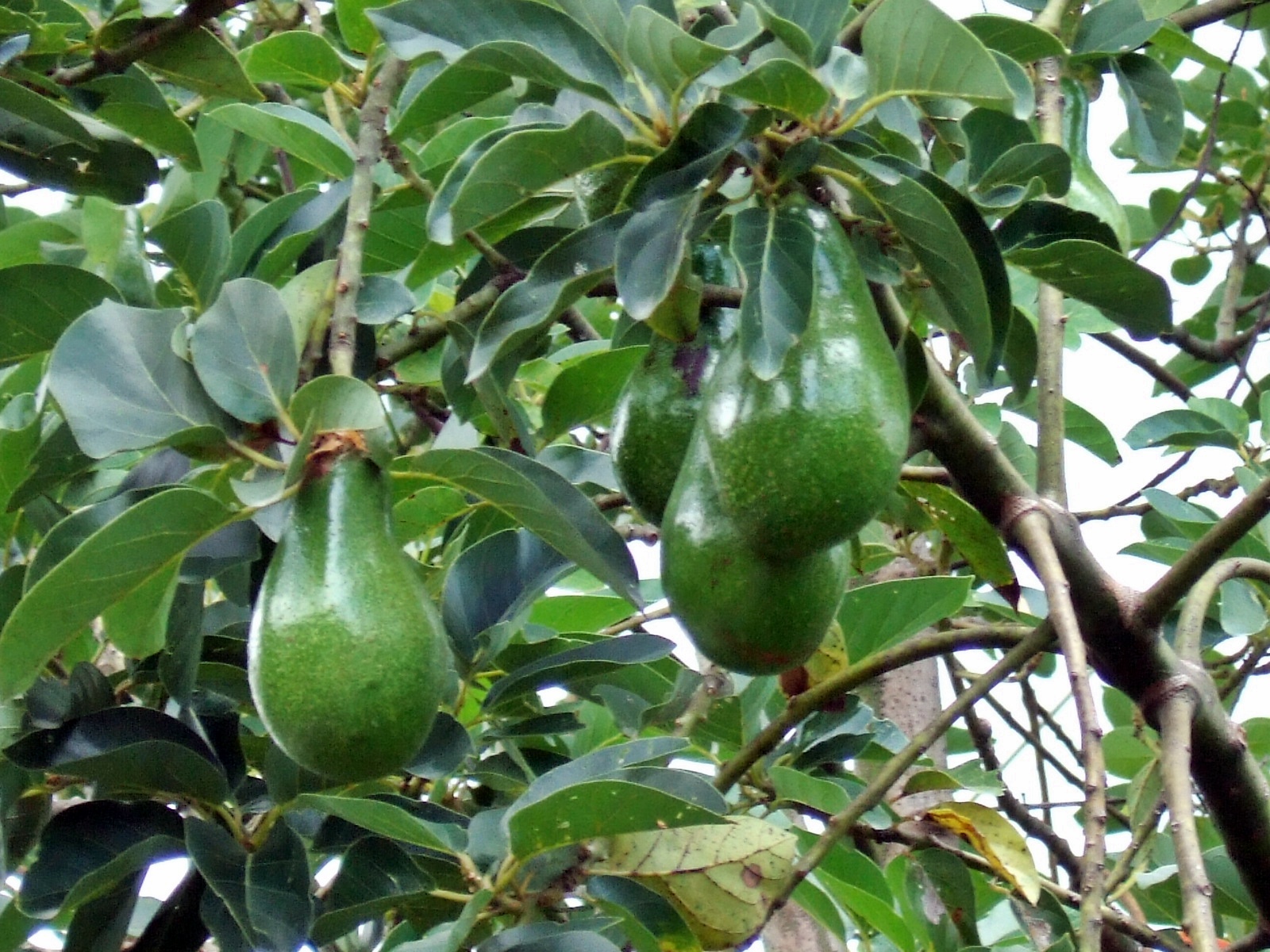 gambar buah buahan segar di pohon 15 Tumbuhan yang Menyimpan Cadangan Makanan DosenBiologi com