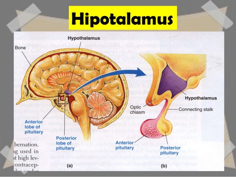 Hipotalamus Pengertian Struktur dan Hormon yang 