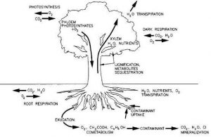 Proses fotosintesis