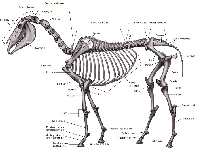 12 Contoh Hewan  Endoskeleton Paling Keren 