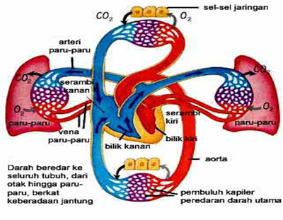 Sistem Peredaran Darah Reptil - DosenBiologi.com