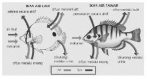 Unduh 420 Koleksi Gambar Ginjal Ikan Terbaik 