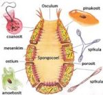  Struktur Tubuh Porifera 