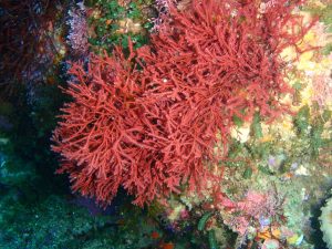 Red Seaweed