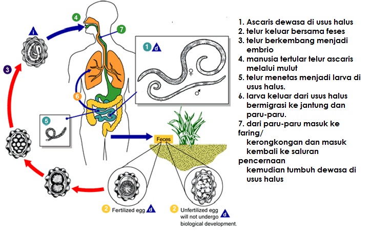 Cacing Di Perut Daur Hidup Cacing  Gelang dan Penjelasannya DosenBiologi com