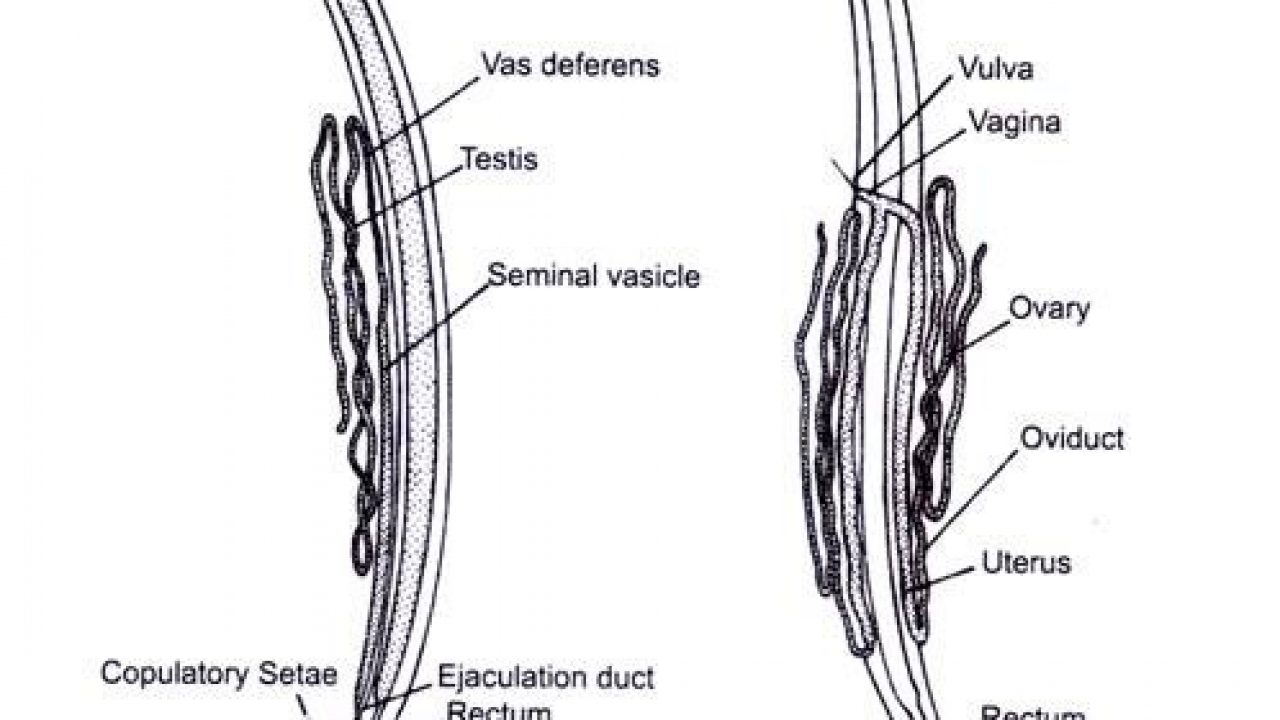 Ascaris peték az emberi ürülékben melyik orvos lép fel a férgekkel