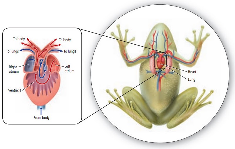 Jantung katak terdiri dari