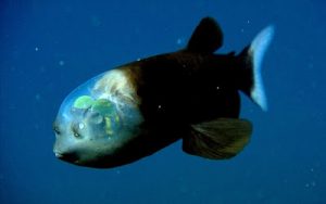 22 Hewan Aneh Di Laut Harus Diketahui Dosenbiologi Com