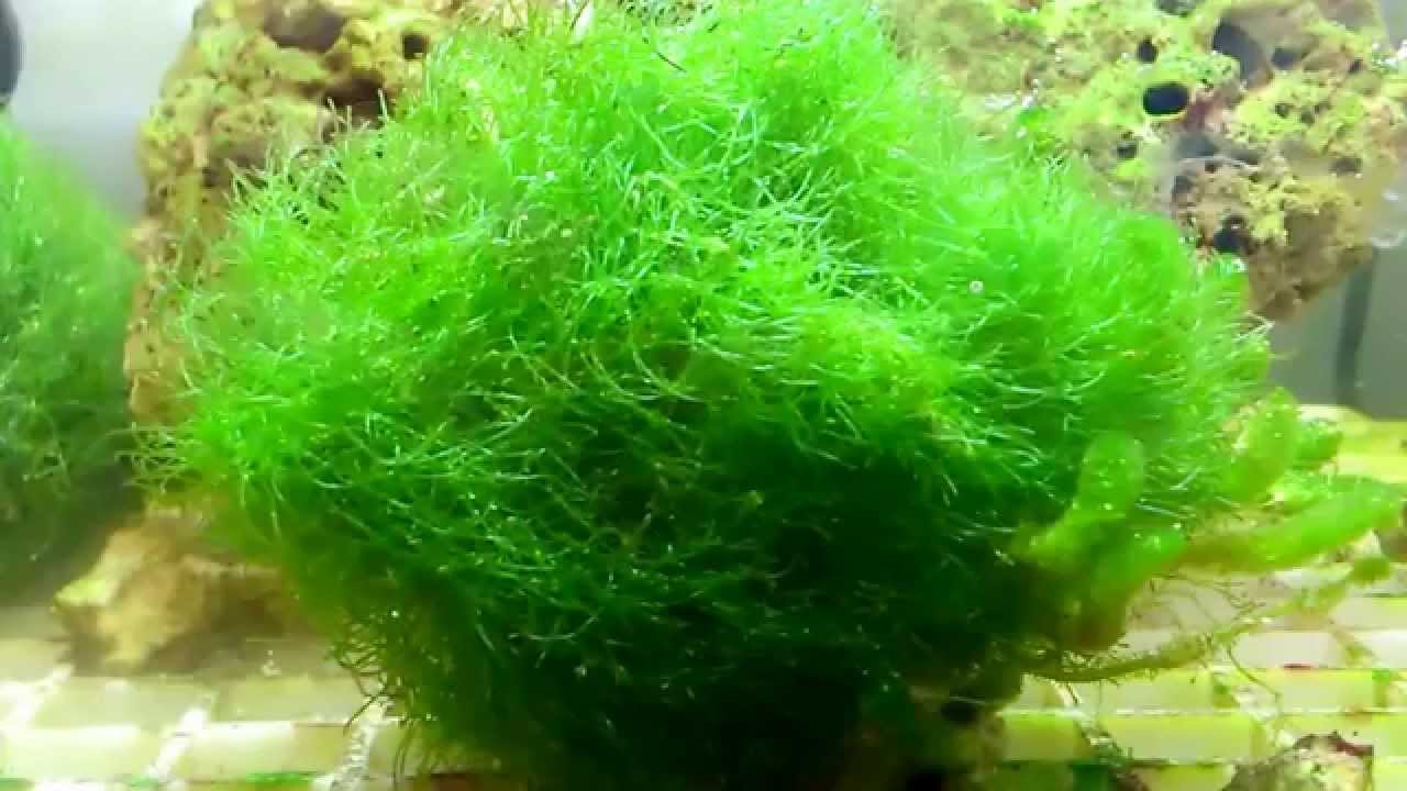 12 Macam-macam Alga Hijau di Perairan Indonesia 