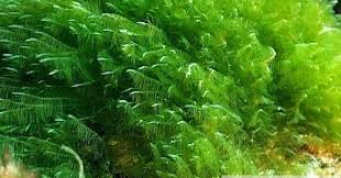 12 Macam macam Alga Hijau di  Perairan Indonesia 
