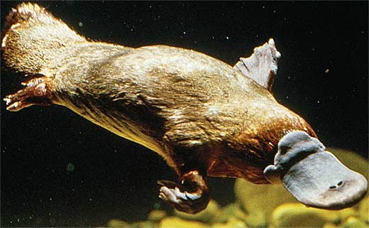 Hewan Platypus Mamalia yang Bertelur - DosenBiologi.com