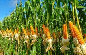 40 Contoh Tumbuhan Monokotil dan Dikotil : Gambar, Ciri Ciri dan