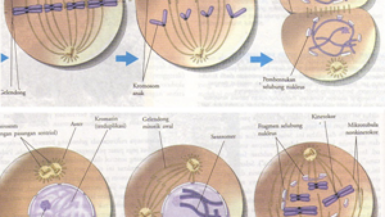 Reproduksi sel secara amitosis terjadi pada