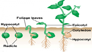 Pertumbuhan dan Perkembangan pada Tumbuhan