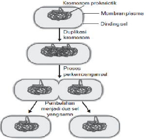 pengertian komunikasi kimia pada hewan 2 Reproduksi Bakteri Tahapan Cara dan Gambar Ilustrasi 