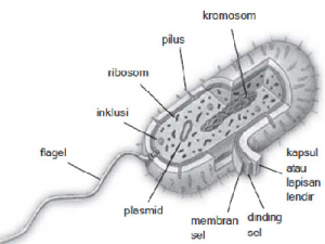 Struktur Tubuh Bakteri