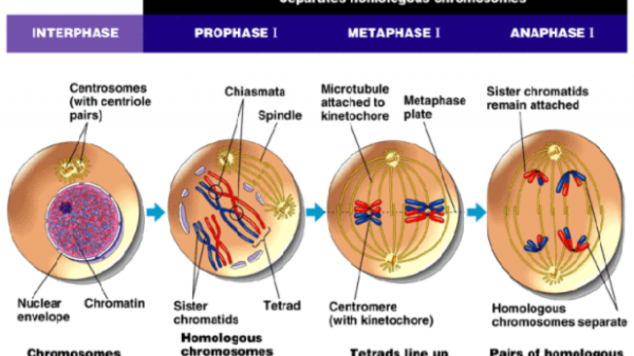 Pembelahan Mitosis Dan Tahap Tahapnya Dosenbiologi Com