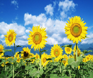 Klasifikasi Dan Morfologi Bunga Matahari Kandungan Dan Manfaatnya Dosenbiologi Com