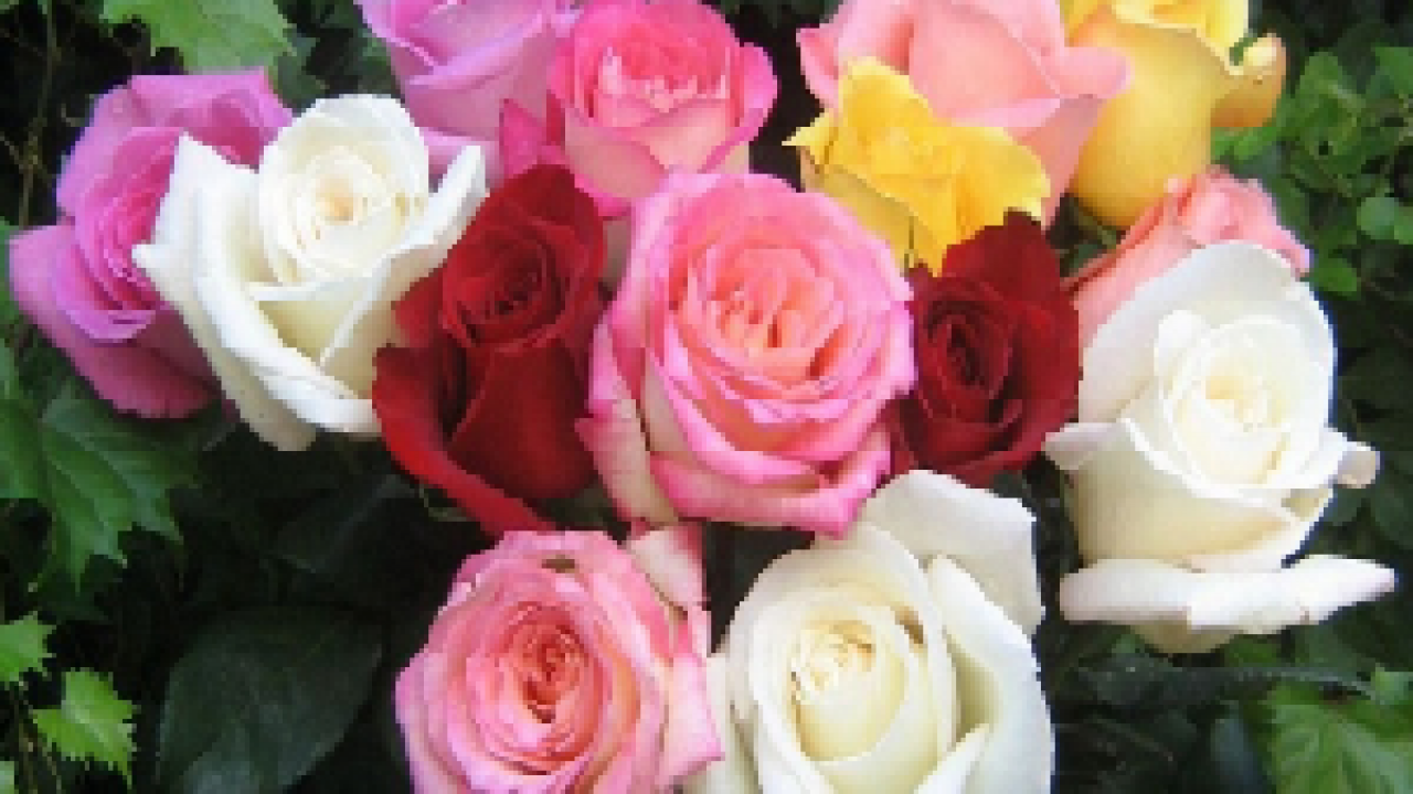 Gambar bunga mawar dan bagian bagiannya