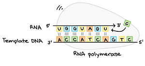 RNA POLIMERASE