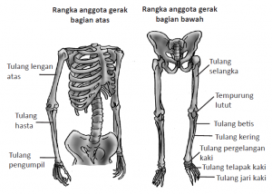 Tulang Penyusun Rangka Manusia Terlengkap - DosenBiologi.com